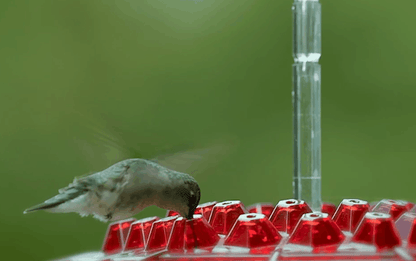 Feeder Hummingbird Ant Proof Outdoor Hanging Perch Hex