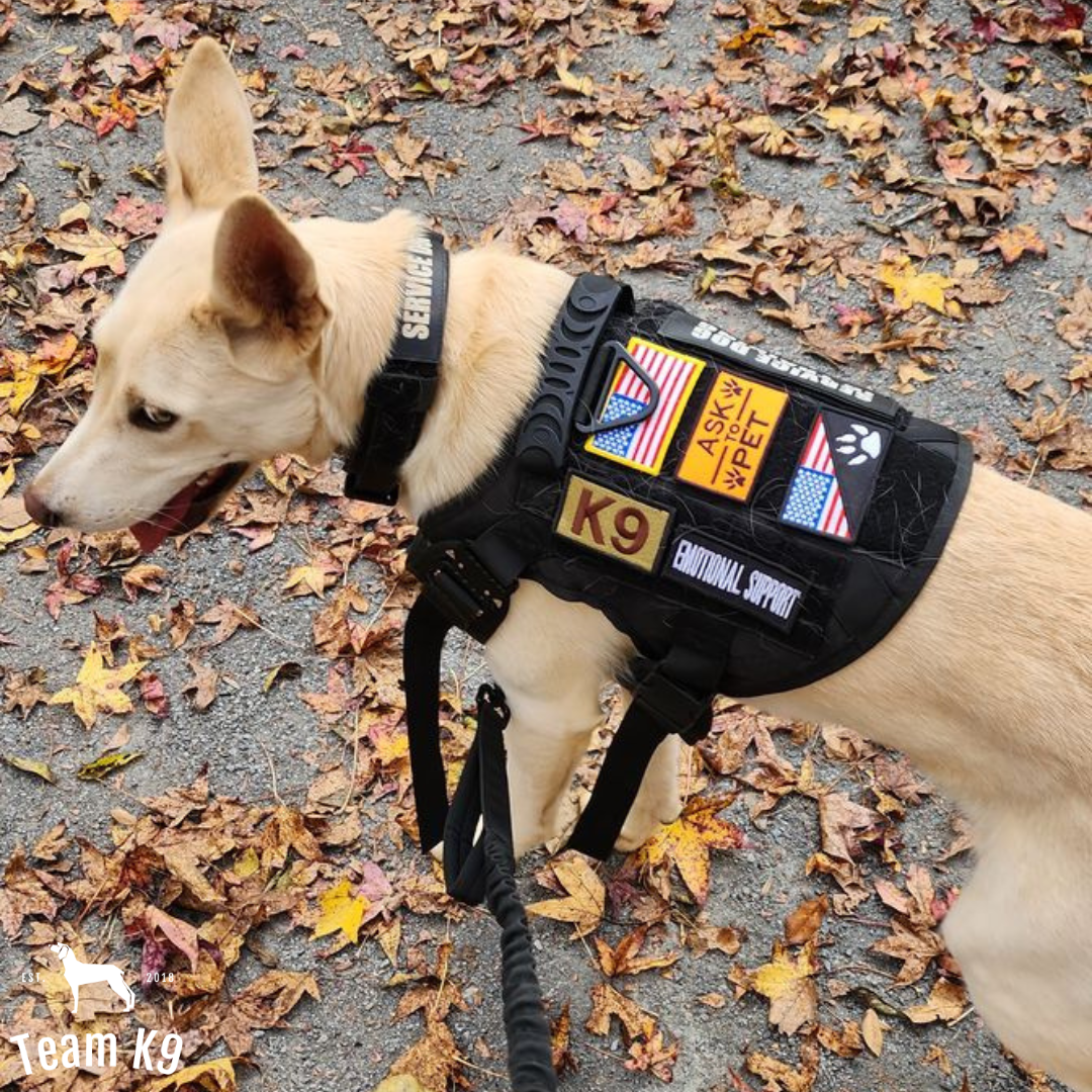 Tactical2025 Edition Dog Harness System All-In-One Training Bundle No-Pull Harness MOLLE Pouches Travel Water Bowl Holiday