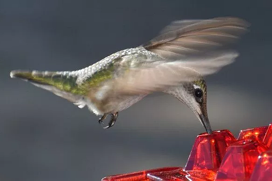 Feeder Hummingbird Ant Proof Outdoor Hanging Perch Hex