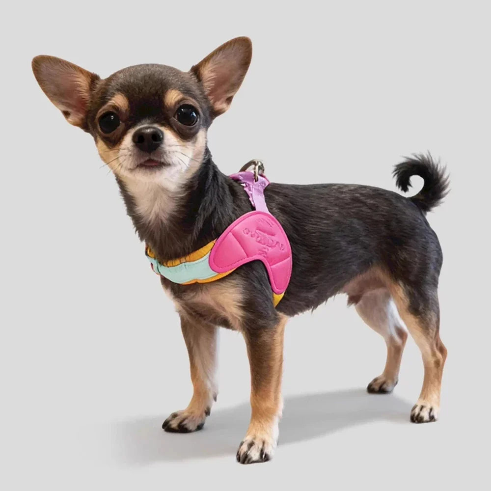Dog Harness Y Shaped Flexible Chest Straps Polyester Blends Summer 2026 Outdoor Use Simple Fit