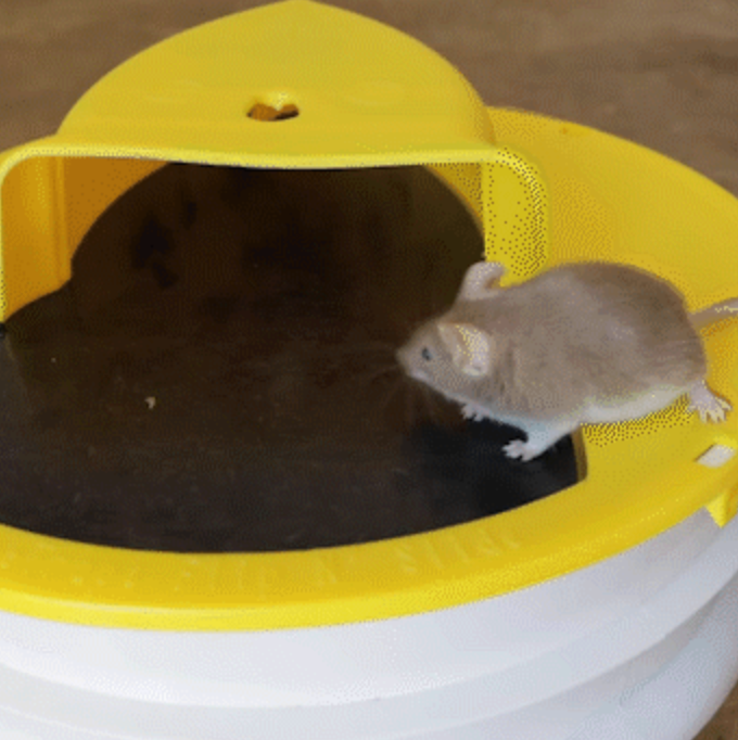 Trap Mouse Bucket Lid Non Toxic Sanitary Fall 2025 Safe